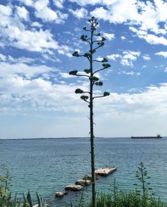 Location de voiture à Tarente