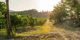 Les meilleures régions viticoles à visiter en Italie