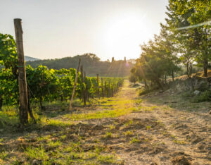 Les meilleures régions viticoles à visiter en Italie